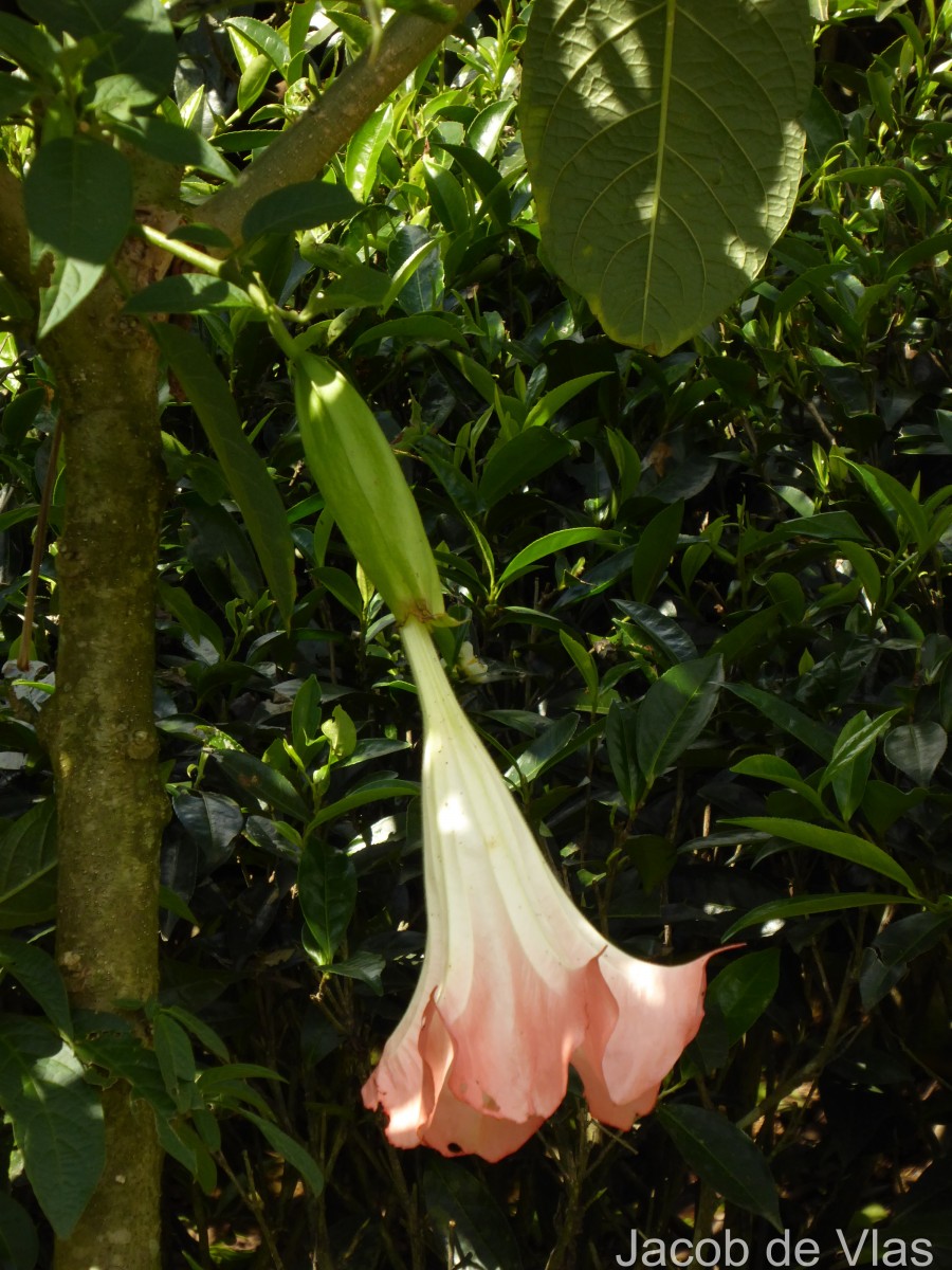 Brugmansia suaveolens (Humb. & Bonpl. ex Willd.) Sweet